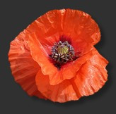Poppyland Brewery logo