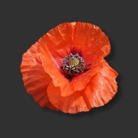 Poppyland Brewery logo